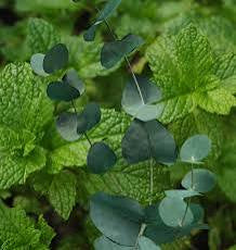 Peppermint & Eucalyptus