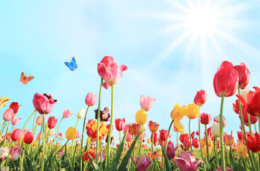 Spring Flowers
