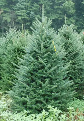 Fraser Fir