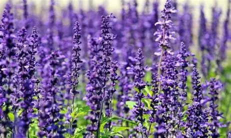 Lavender